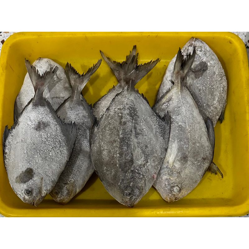 

Ikan Bawal Hitam - Frozen black Pomfret
