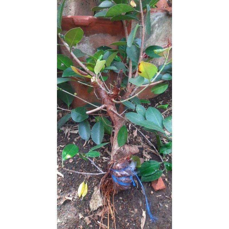 Beringin iprik silver cangkokan