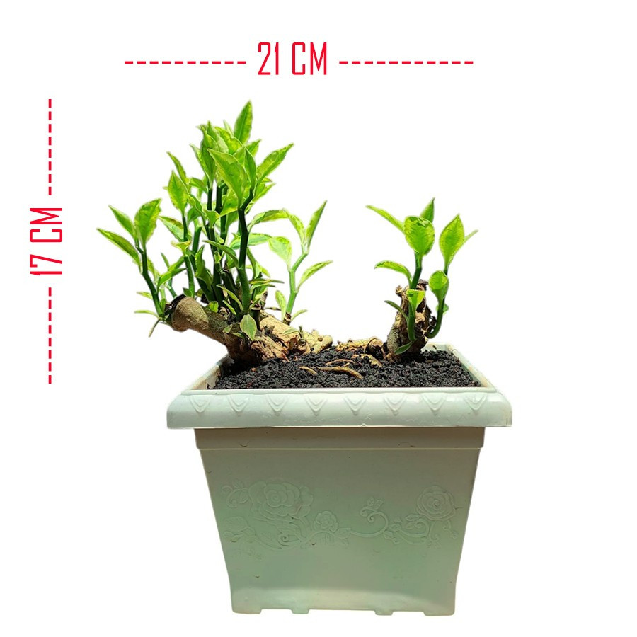 Tanaman Bonsae Bonsai Zig Zag Zigzag Plant Patah Tulang Euphorbia B-ZZ-J1-001