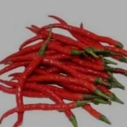 

cabe kriting baru panen fresh