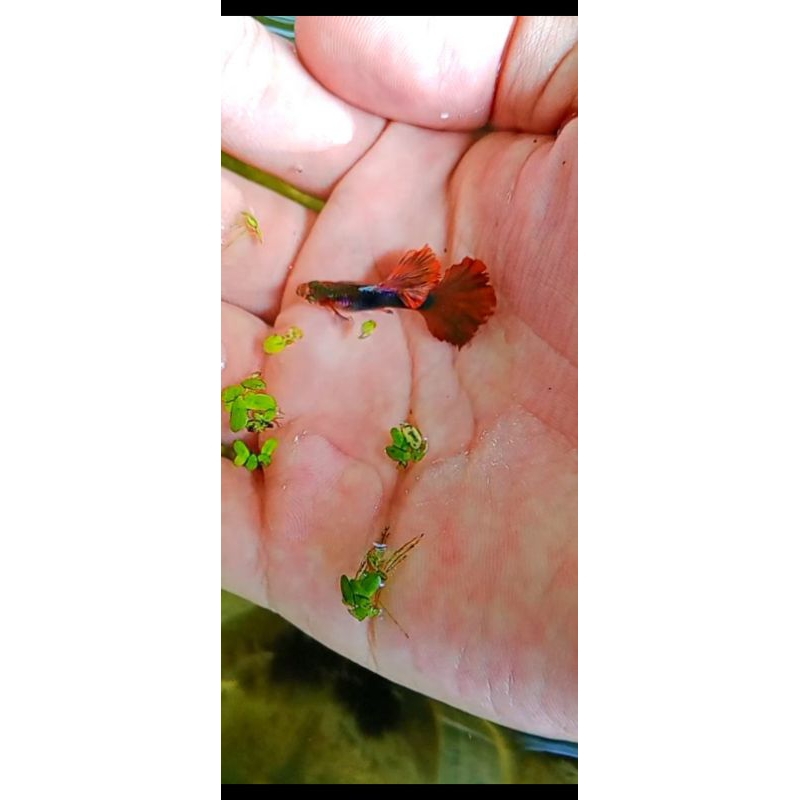 STIKER GUPPY HB RED ROSETAIL GEN CAULIFLOWER