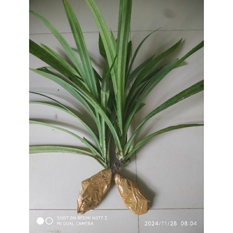 pandan wangi bibit daun pandan wangi