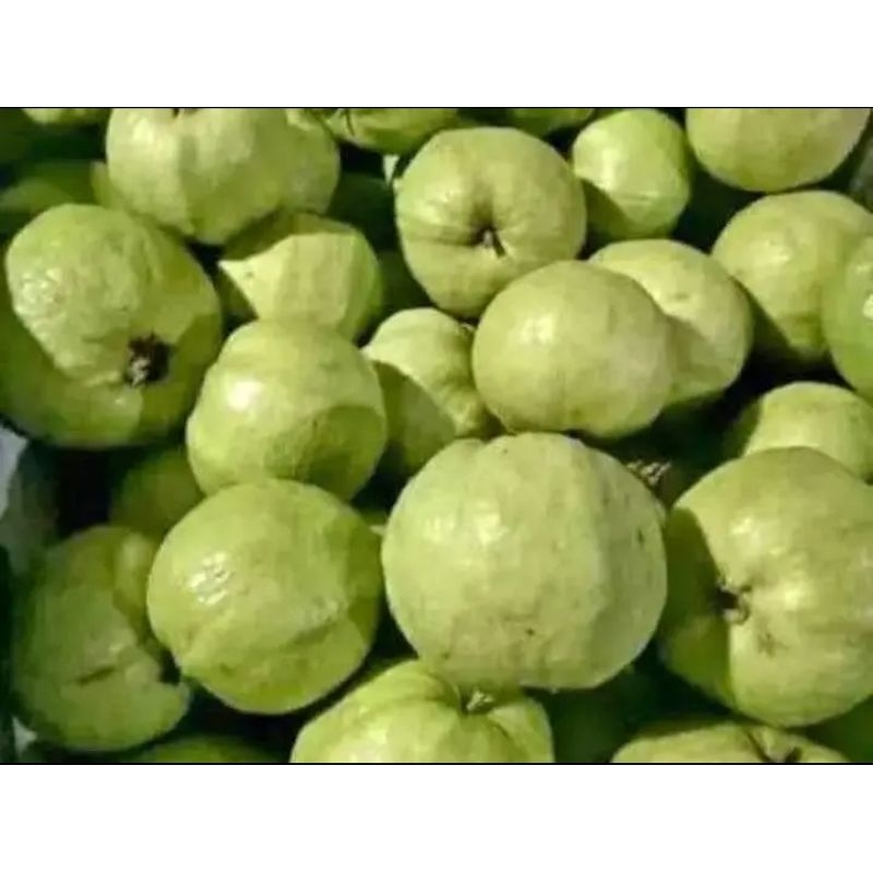 

jambu kristal fresh B.1kg