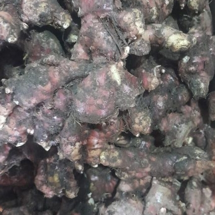 

Jahe Merah Ukuran Kecil 1kg