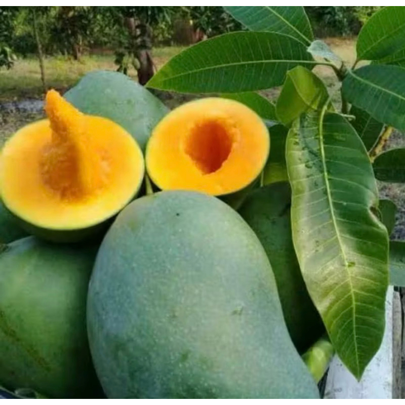 Bibit Mangga Mahatir Okulasi