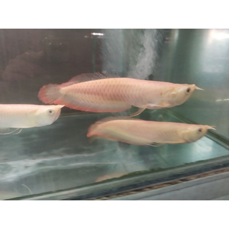 ARWANA SILVER ALBINO -+20CM