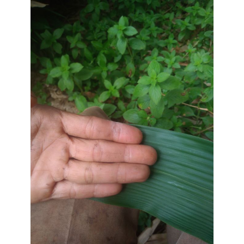 

100 lembar daun bambu/awi segar