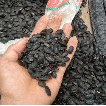 

Biji Dawung Kedaung kering ,bibit kedaung grade A 1kg