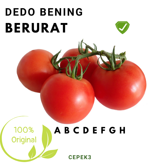 

Tomat fresh segar 250gr