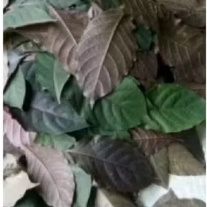 

daun handelem / daun kopi hitam 100 lembar
