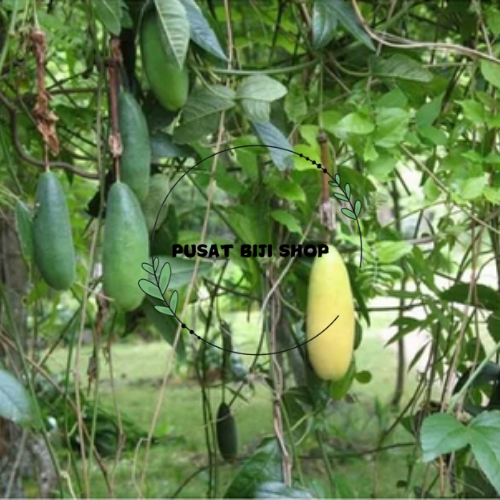 

Biji Wiji Markisa Besar Jumbo Seeds Passion Fruit Big Seeds Isi 10 Siap Semai Tanam