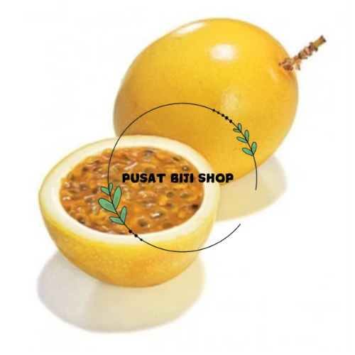 Passion Fruit Yellow Bibit Buah Markisa Kuning Asam Markisa Kulit Tipis 10 PCS
