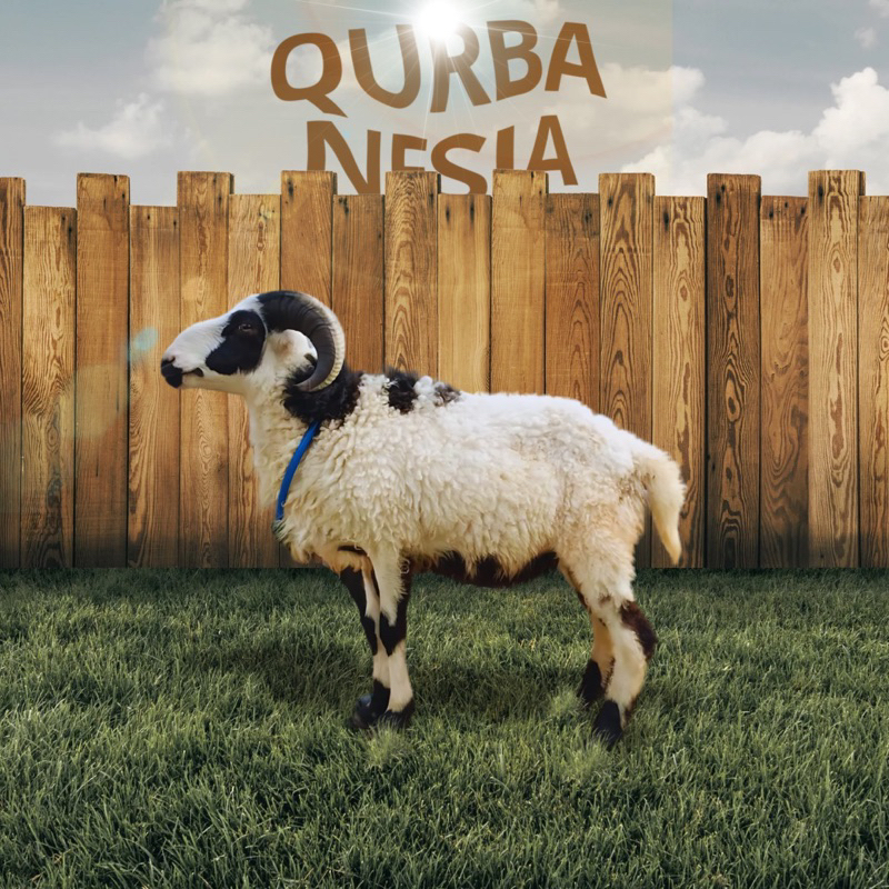 

Hewan Qurban Domba Kurban Type STANDARD Bobot 23kg s/d 25kg
