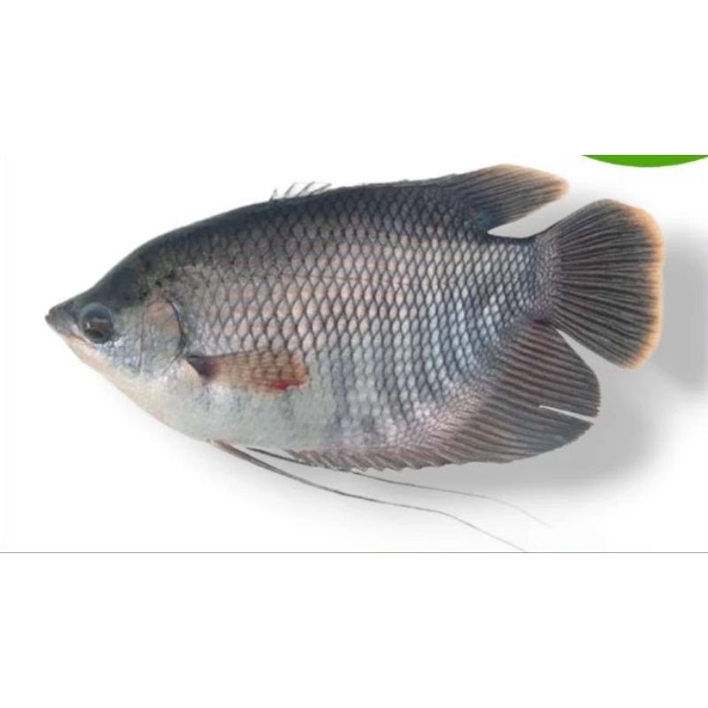 

Ikan Gurami Fresh / Hidup 1kg & 500 gr ( Gurame 1 kg 500 gram)