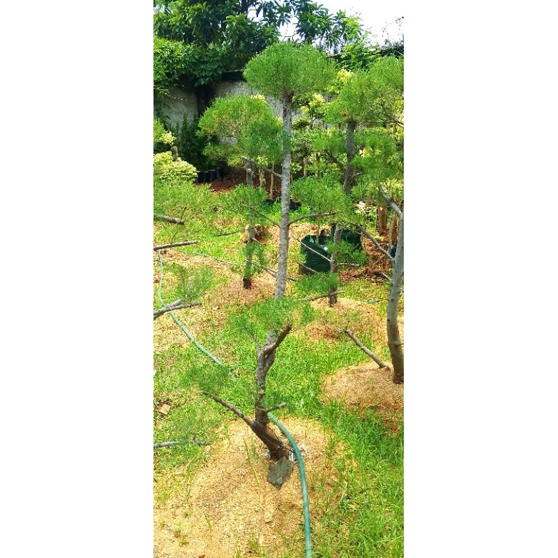 Bonsai Cemara udang bonsai taman Cemara udang 150cm
