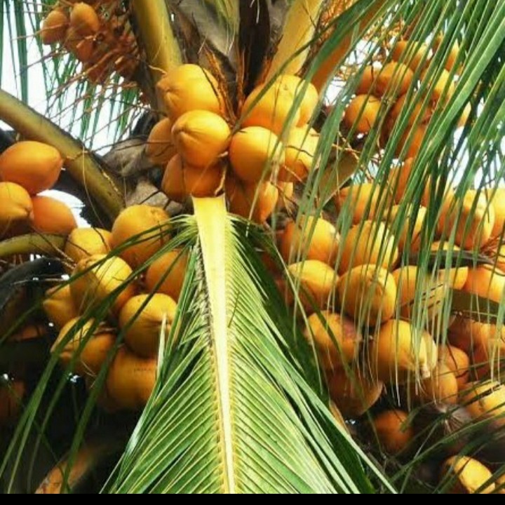 BIBIT KELAPA GADING ORANGE ASLI/ KELAPA GADING OREN ORI BERKUALITAS - FREE ONGKIR SELURUH INDONESIA-