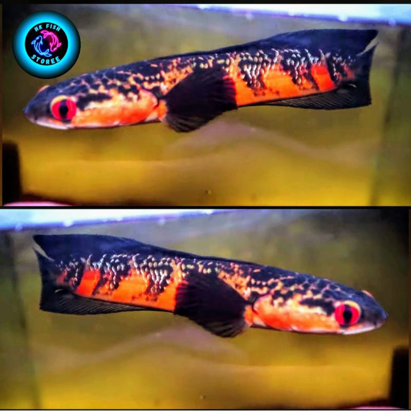 ( Garansi 100% ) Maru Red Barito Grade A ( Uk 14-16 ) Bahan progres