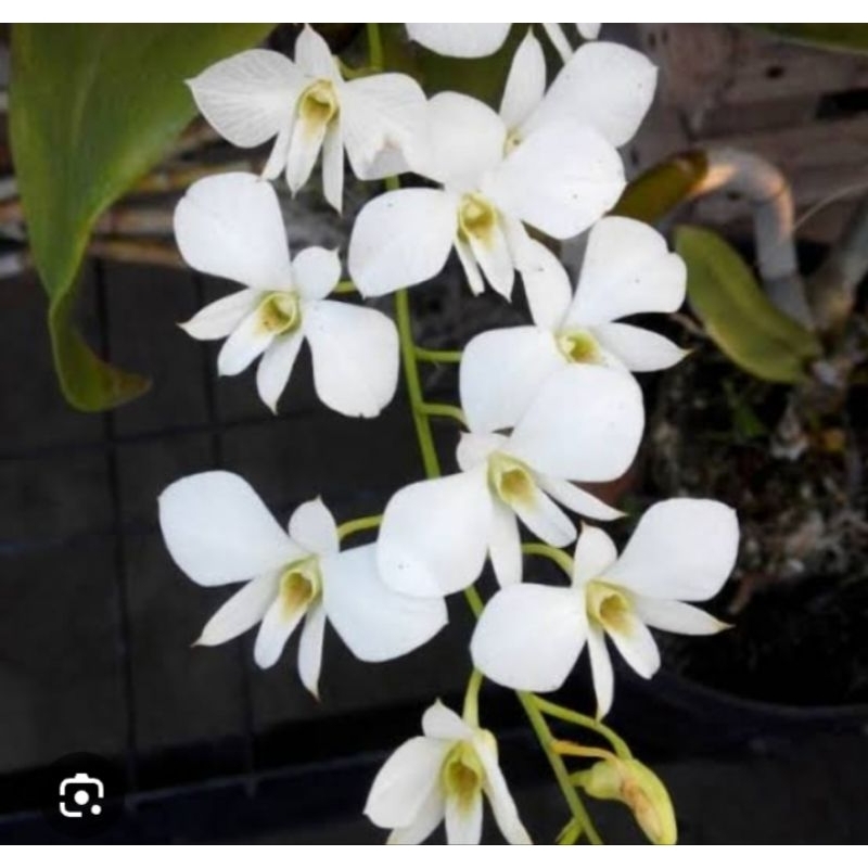 Anggrek Dendro Affine / Larat putih /kupu2 putih