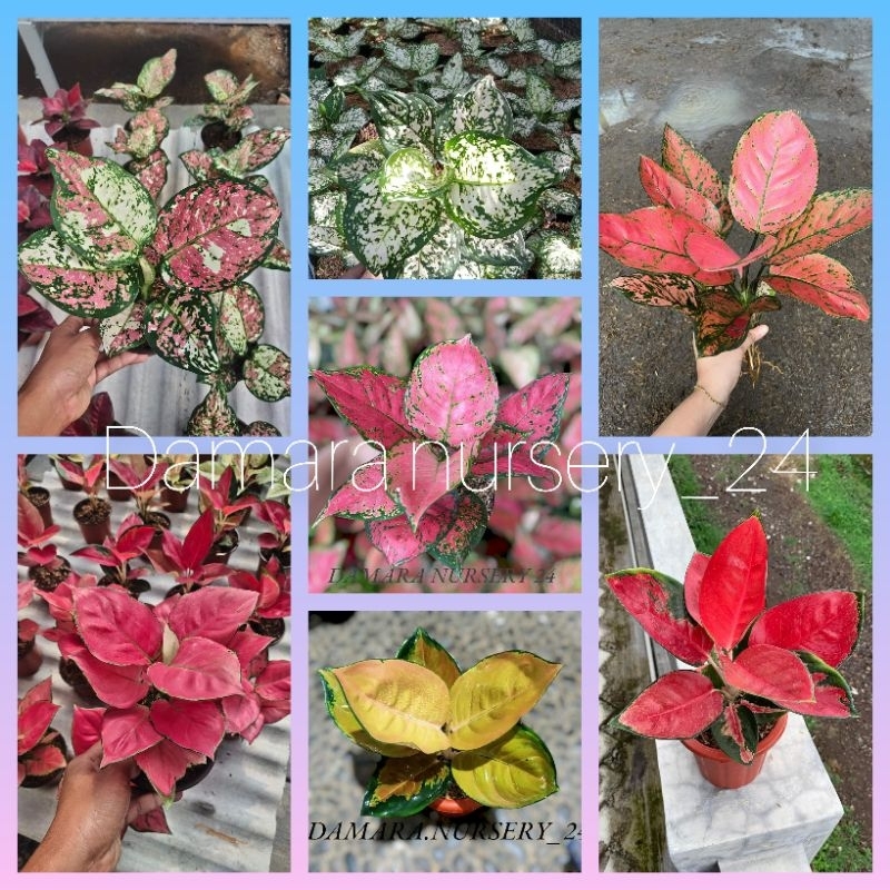 Bunga aglonema paket isi 7 jenis termurah