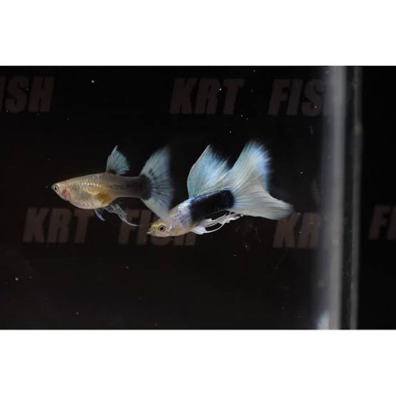 IKAN HIAS GUPPY HB WHITE PASANGAN