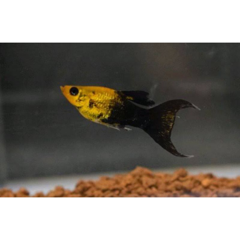 IKAN HIAS AQUASCAPE MOLLY GOLDEN BLACK