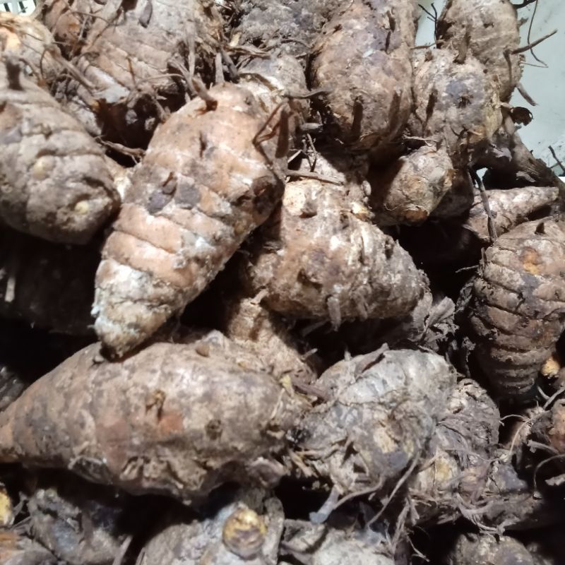 

induk kunyit/kepala kunyit 6000per 250g