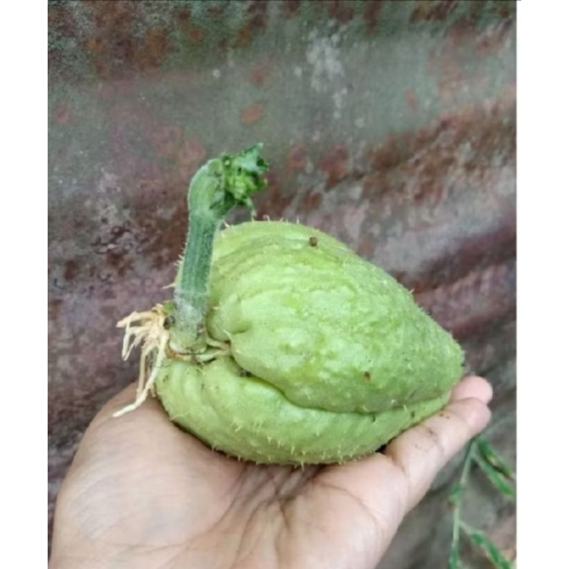 

bibit labu Siam murah sudah bertunas