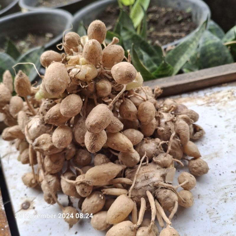

kunyit gomyok/kunyit putih/pepet segar 1kg