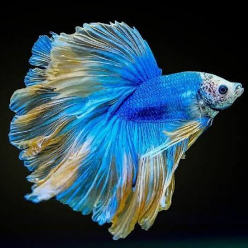 ikan cupang Halfmoon size m