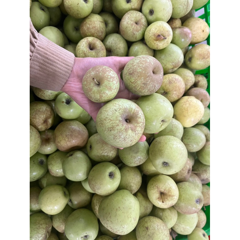 

Apel Manalagi Batu Malang Ukuran abc berat 1 kg