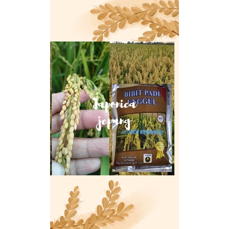 Bibit padi jepang japonica premium 1 kg