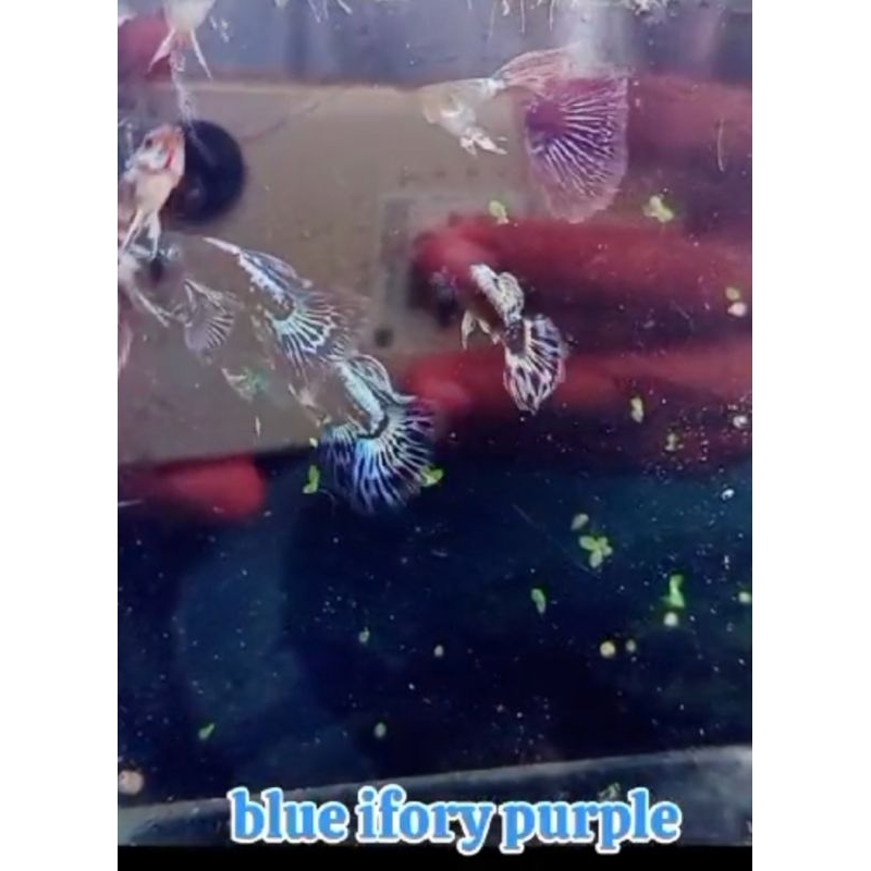 Guppy BIP (Blue Ivory Purple)