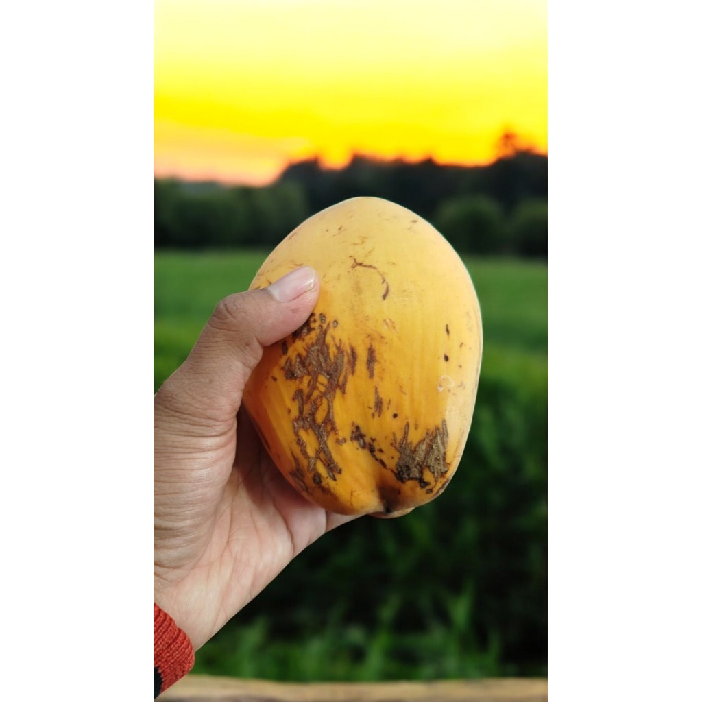 

Kelapa kecil bungkak muda untuk konsumsi atau sarana sembahyang