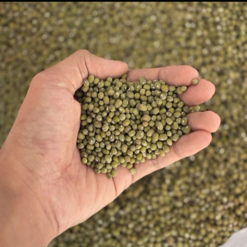 

kacang hijau lokal kiloan