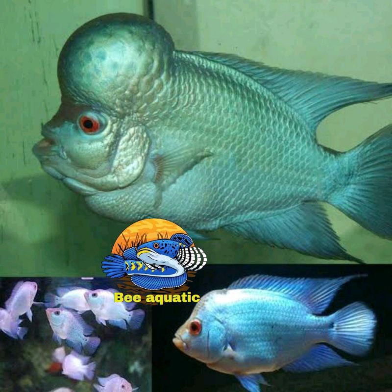 Top grade full pelet blue louhan import hiasan aquarium sultan
