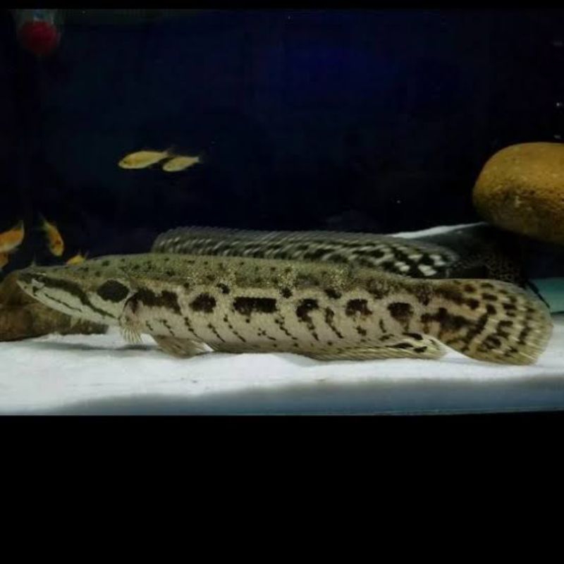 channa lucius 7-10cm 100%ori + stiker