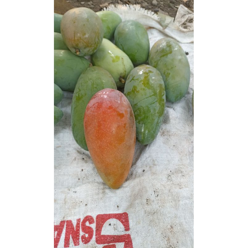 Mangga kiojay / thailand paket isi 3 500gr-600gr (mentah manis)