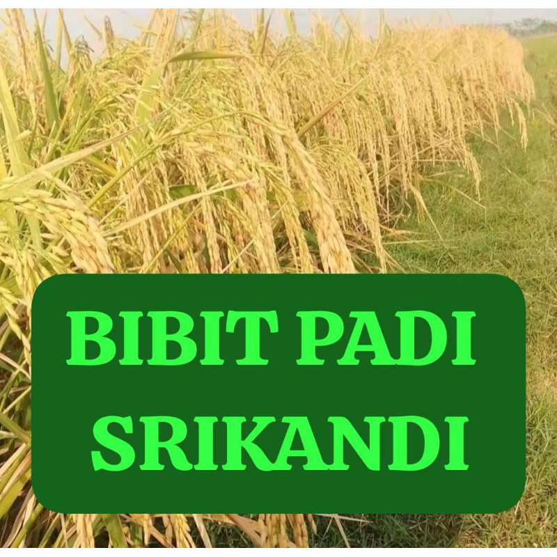 BIBIT PADI SRIKANDI                     Kemasan 10 Kg