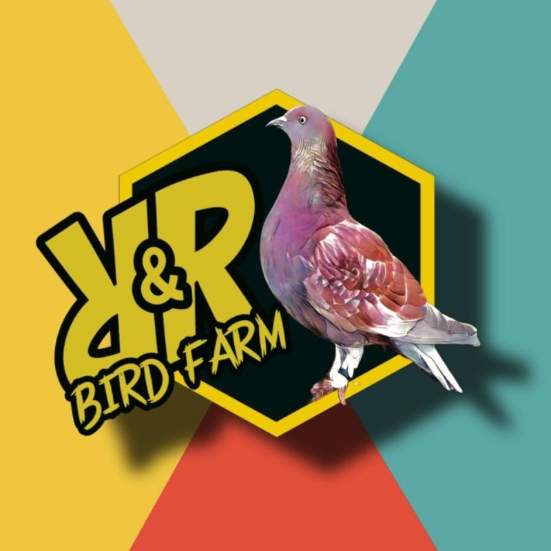 PLAYER BURUNG DARA MERPATI HIDUP KTP PEKALONGAN BREBES CILACAP