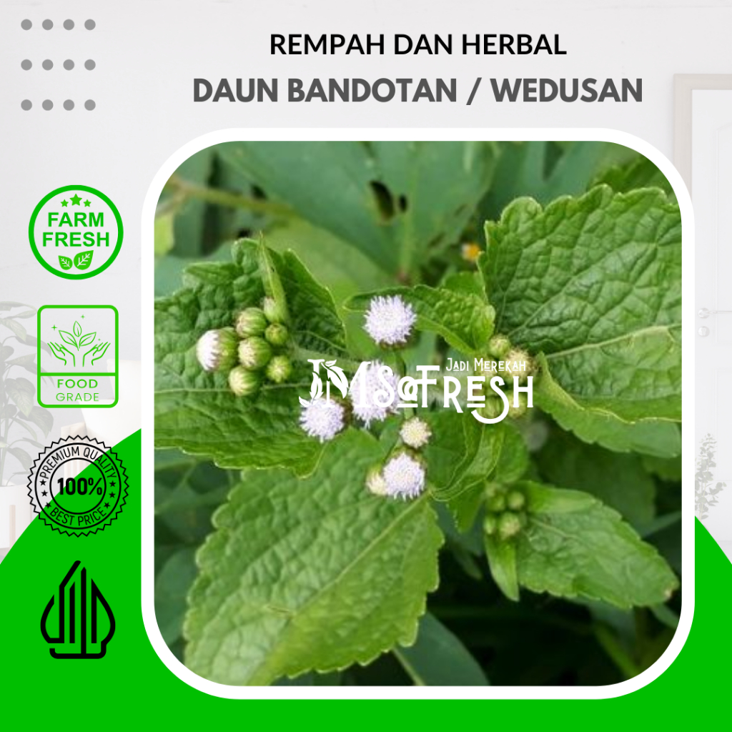 

[JMSoFresh] Daun Bandotan Segar Per Ikat