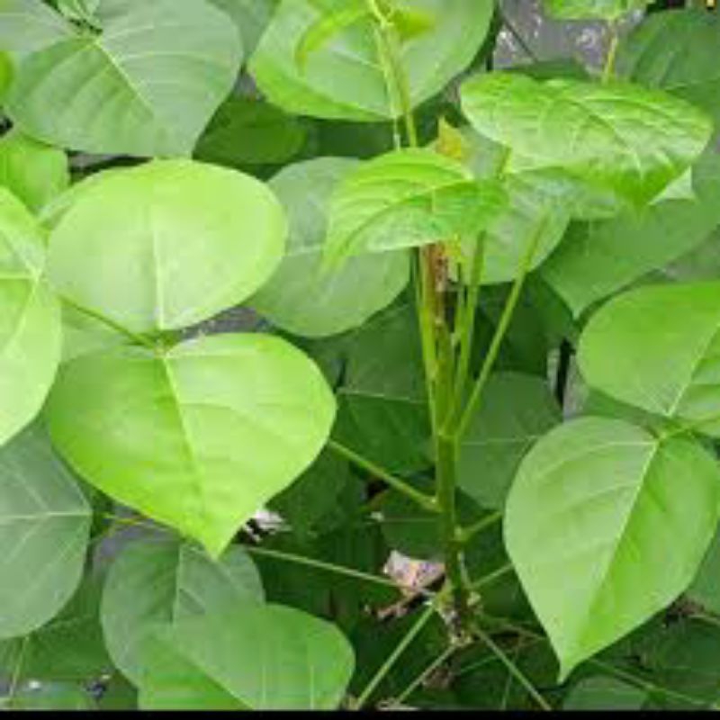 

daun Dadap segar asli 500grm