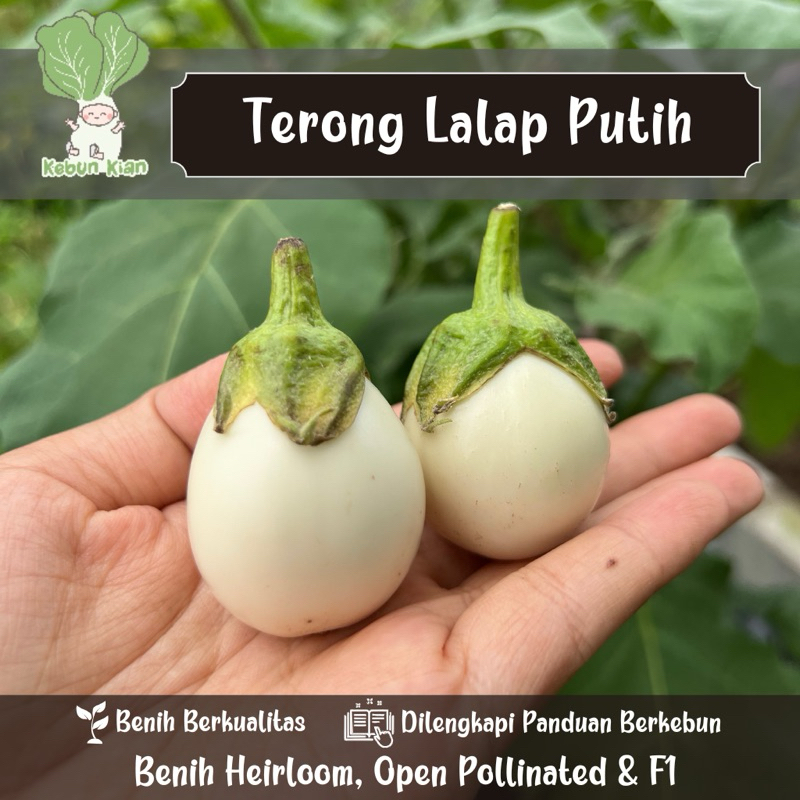 20 Biji - Benih Terong Lalap Putih.