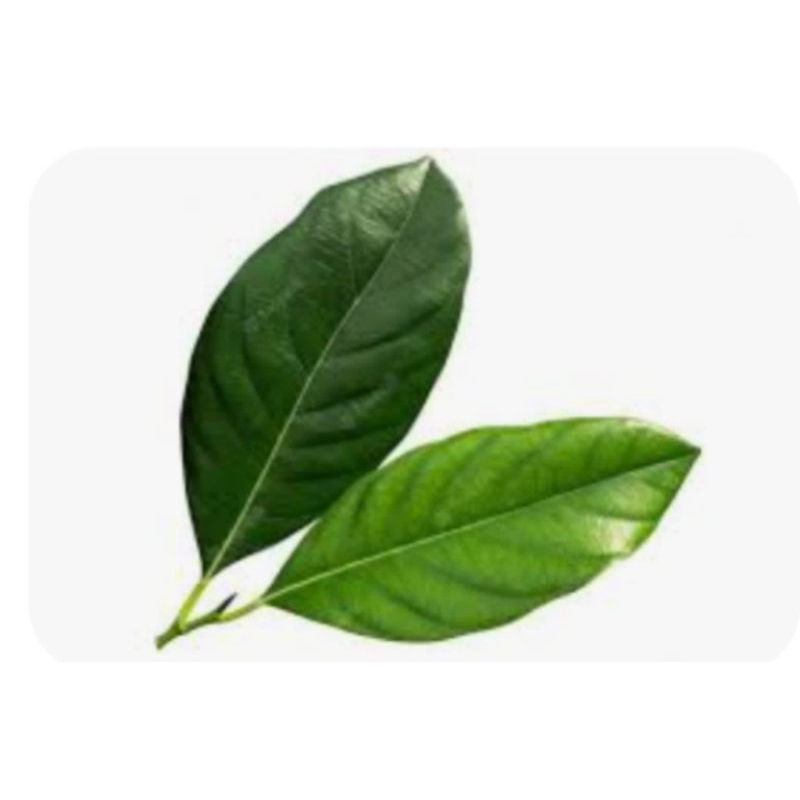 

DAUN SALAM SEGAR RP 6.000 / 500 gram