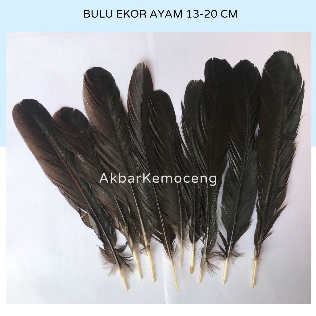 Bulu ekor ayam jago asli warna hitam panjang 20 cm bulu ekor jago pejantan bangkok asli hiasan bulu
