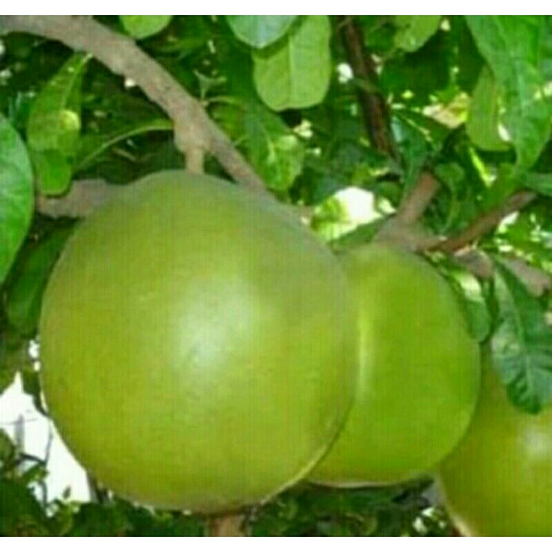 

Buah berenuk
