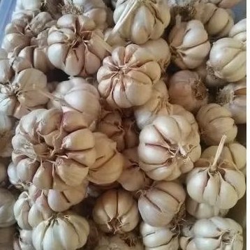 

Bawang putih Bagus tanpa batang 250gram