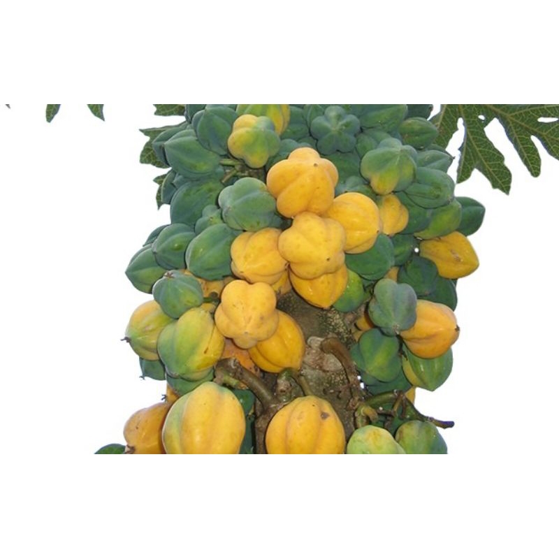 

buah carica khas dieng (buah fres) 1kg