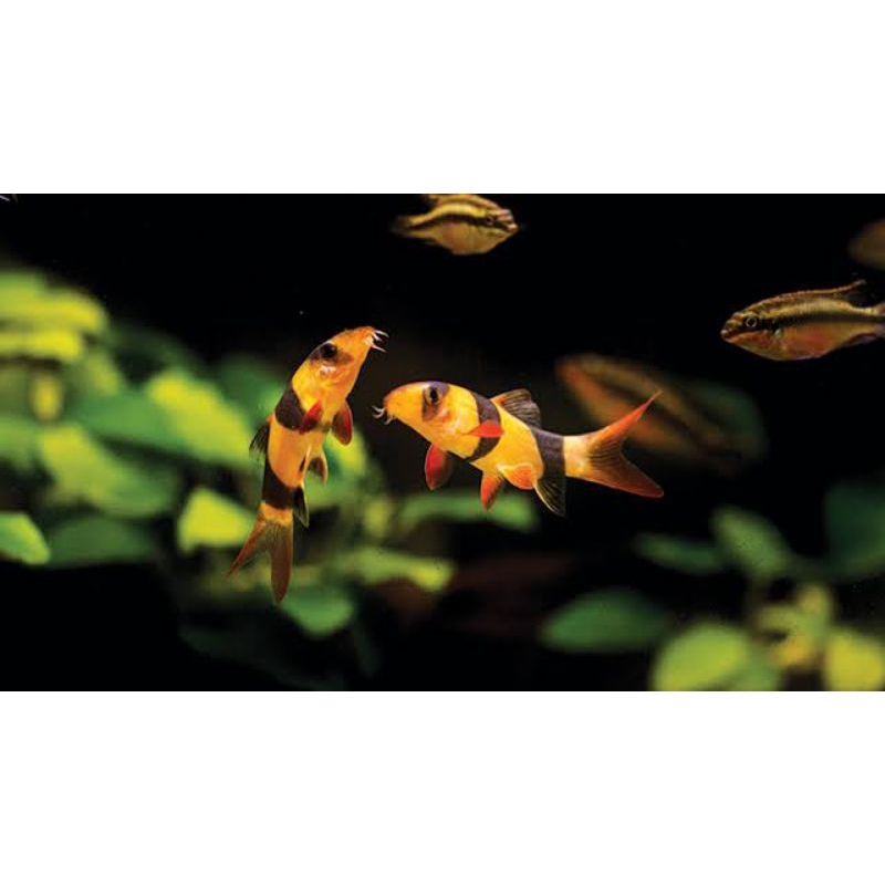 IKAN HIAS AQUASCAPE BOTIA BADUT