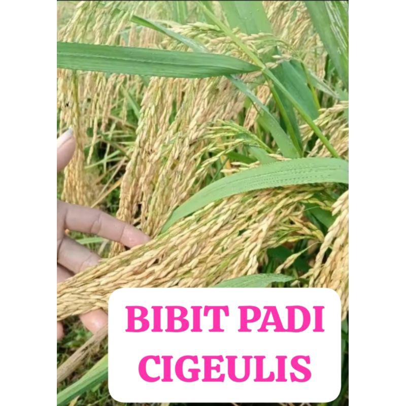 BIBIT PADI CIGEULIS                     Kemasan 10  Kg