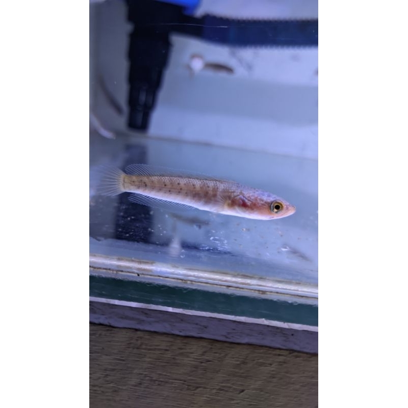 paket auranti cb 3-5cm non box